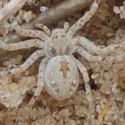 The sand running spider was found on Brancaster beach.