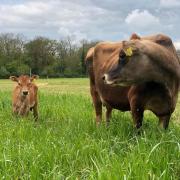 Visitors will be able to meet the cow herd at Old Hall Farm in Woodton
