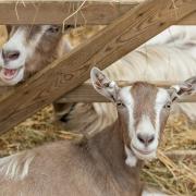 Meet UK native livestock at the Rare Breeds Animal Farm