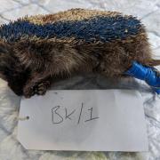 A hedgehog had to be put down after being tortured in Norfolk