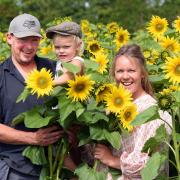 L-R Tom Wright, Alfie Wright and Jo Sindall in the Ha Ha Farm sunflower field Picture: Denise Bradley