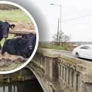 The cow guts were found on the A10's roadside near Setchey