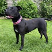 Cherry is waiting for her forever home at Meadowgreen Dog Rescue Centre in Hales