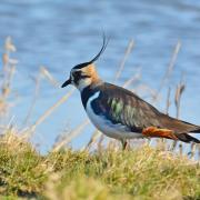 The lapwing was one of Norfolk's most abundant birds in last year's Big Farmland Bird Count