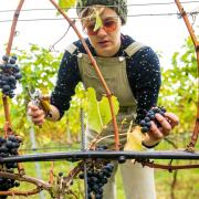 Community harvest days are back at Chet Valley Vineyard