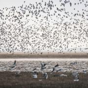 The Snettisham Spectacular at RSPB Snettisham has been named one of the UK's best off-peak experiences