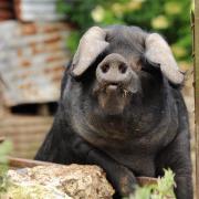 The farmer hoped to increase his herd of rare large black pigs