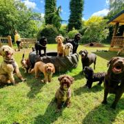 Tom and Toto has grown into an award-winning Norwich pet care company