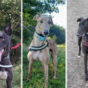 Greyhound Trust Eastern Counties will close at the end of the month
