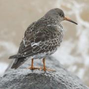 The Purple Sandpiper was spotted in Sheringham