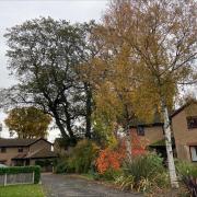 The protected oak tree in Turner Close, Bradwell