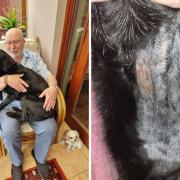 Labrador has been left injured after an alleged attack near Dereham