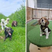 A new doggy day care is opening in Norfolk