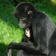 A critically endangered species of monkey has been born at Banham Zoo