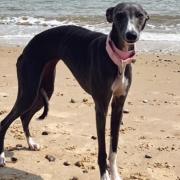 Ada is a whippet that went missing from a garden in Norfolk shortly after moving to the area