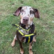 Freckles is waiting for a new home at Dog's Trust in Snetterton