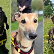 Five dogs looking for a new home in Norfolk