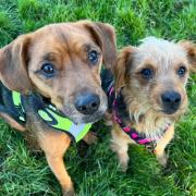 Daisy and Benji are up for adoption in Norfolk