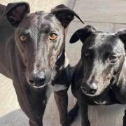 Remi and Lilly are looking for a new home