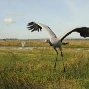 Common cranes have made a record return to the UK