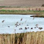 The Cley and Salthouse Marshes, near Sheringham, have been named one of the best coastal spots in the UK to see winter wildlife
