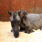 Charlie the miniature pony has made a full recovery at Redwings Norfolk