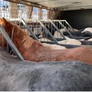 The horses were rescued from being smuggled