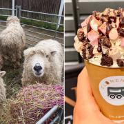 Wycombe Pastures Petting Zoo and Florenco's Coffee will be at the Hingham Spring Fling 2024