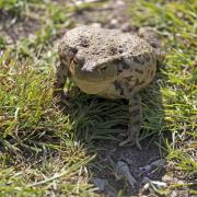 A common toad, NWT Ringstead Downs