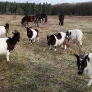 The group of Bagot goats have been taken on by the Norfolk Wildlife Trust