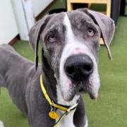 Tea the Great Dane is looking for her retirement home after being found with her deceased owner