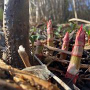 Japanese knotweed is on the rise following a wet and warm February