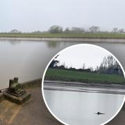 Two porpoises have been seen swimming in the King's Lynn South Quay