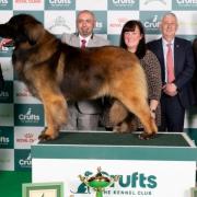 Neville the Leonberger from Great Yarmuouth has reached the Crufts dog show final