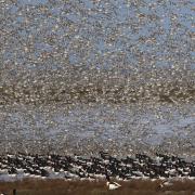 Thousands of birds were spotted over RSPB Snettisham for the 