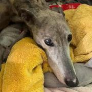Birdie the older greyhound is up for adoption with Norfolk Greyhound Rescue