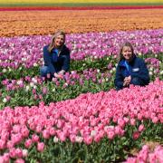 Tickets for the Norfolk Tulips' annual Tulips for Tapping display will go on sale on April 8