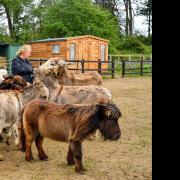 Karen Rust with her therapy donkeys at Little Massingham