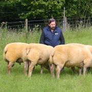 Wymondham farmers Jonathan and Carroll Barber are selling the UK's oldest flock of Charollais sheep