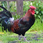 The Rare Breeds Survival Trust has raised the risk category of all native chicken, duck, geese and turkey breeds in its 2024 Watchlist