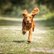 Aviform produces supplements that help keep dogs healthy