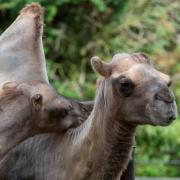 The camels, Lucy and Sopwith, have been relocated to another zoo