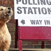 A dog outside one of Norfolk's polling stations