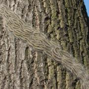People should avoid touching oak processionary moth caterpillars