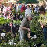 Creake Abbey’s annual Plant Lovers’ Day is returning this weekend