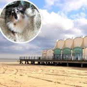 The dog attack happened on Great Yarmouth beach between the Wellington Pier and Pleasure Beach