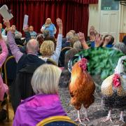 Villagers in Snettisham vote to reduce the number of feral chickens, with (inset left) Vanessa Taylor and two of the cockerels