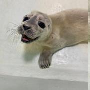 Sage the premature seal pup has been rescued from a Norfolk beach