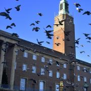 Pigeons at the Norwich Market and City Hall area.