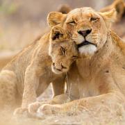 Wildlife wonders - a lioness with her cub in the Kruger National Park South Africa